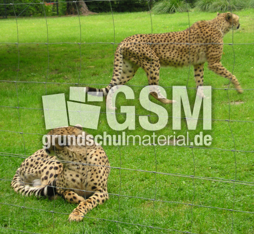 Gepard-5.jpg